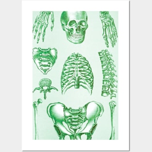 Poor Man's X-Ray Green Skeleton Posters and Art